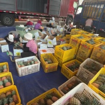徐闻金钻凤梨一件代发源头产地直发欢迎电商，直播商超老板