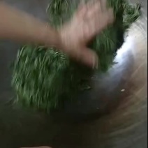 龙井绿茶
