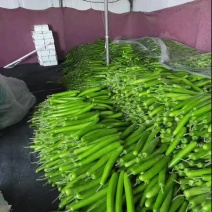 瓠子现货