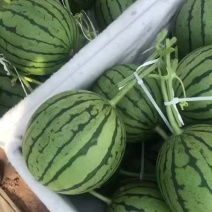 精品冰塘子