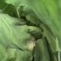 温室大棚花菜产地直供