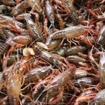 小龙虾