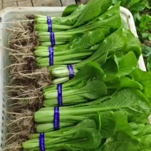 小白菜出售