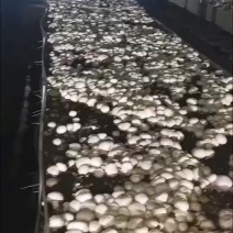 双孢菇，口蘑