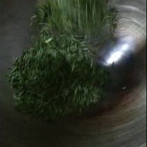 自家茶园