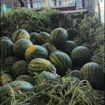 精品甜王西瓜