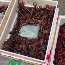 小龙虾