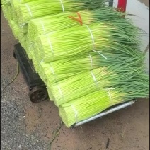 红帽蒜苔！大量供应中
