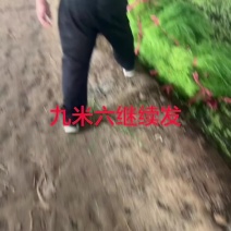 脱水茴香