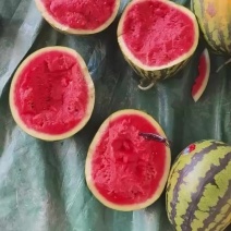 云南甜王大量有货好货精品货
