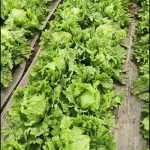 有看上的老板说话
