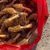 山上采野生羊肚菌