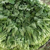 精品鸡毛菜