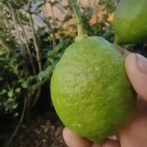 柠檬种植与批发