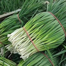 无农残精品香葱