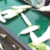 白萝卜产地直供