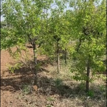 占地杏树