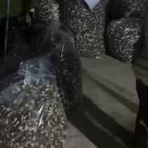 羊肚菌新货到货