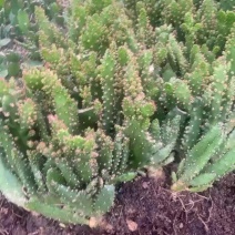 多肉植物