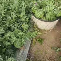 无籽嘉年华五号西瓜大量上市产地直发量大从优欢迎来电