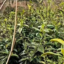 高山云雾绿茶，纯手工采摘，制作