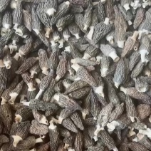 羊肚菌4-7头茬厚肉