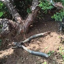 基地现挖济州真柏童子功造型三公分左右真柏素盆景