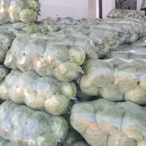 甘蓝