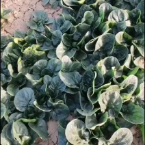 大家好我是兴平农户～兴平趴地菠菜大量出售目前0.6元一斤