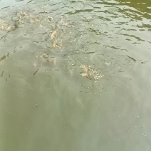 本地土塘角鱼