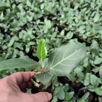 孟加拉榕，孟加拉榕树小杯苗，带杯发货一件装500棵。