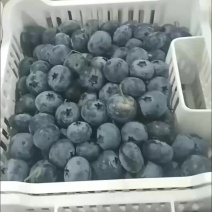 云南蓝莓鲜果商品果统货价格下调，欢迎咨询订购