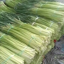 宁陵红帽蒜苔大量上市