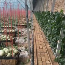网纹瓜