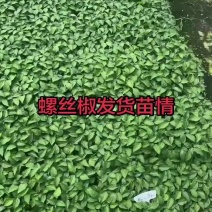 大田可用螺丝椒苗特大螺丝椒苗巨型陇椒种子辣椒种苗