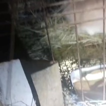 猫猫兔