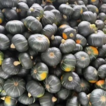 香芋南瓜，贝贝南瓜，板栗南瓜都有货