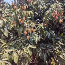 精品荔枝大量上市产地直发欢迎随时联系！