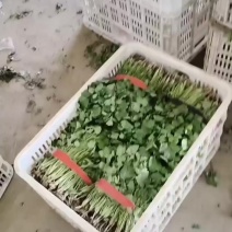 精品香菜