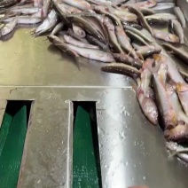 马口鱼成品，鱼苗