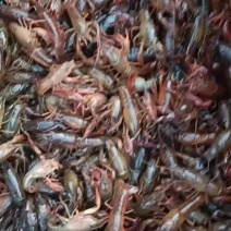 清水小龙虾
