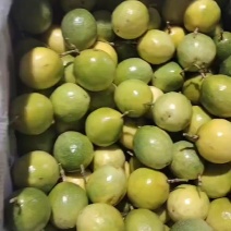 黄金百香果