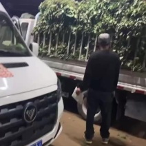 出售各种扩繁脱毒红薯苗