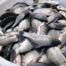中科三号，现货，成活率高，味道鲜美