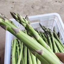 郑州附近的芦笋