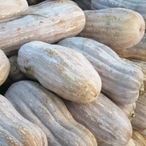 蜜本南瓜全黄全粉老南瓜红肉红皮南瓜金韩蜜本南瓜