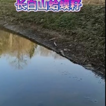 长白山山脉林蛙卵