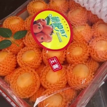 精品五星枇杷，大量有货，皮毛干净，个头大