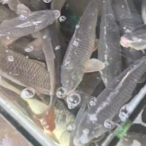 通货，1.5斤以上。大量出售