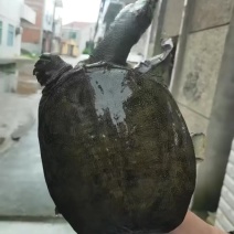 洪湖天然水域自然生长土甲鱼，如假包退，品质保障
